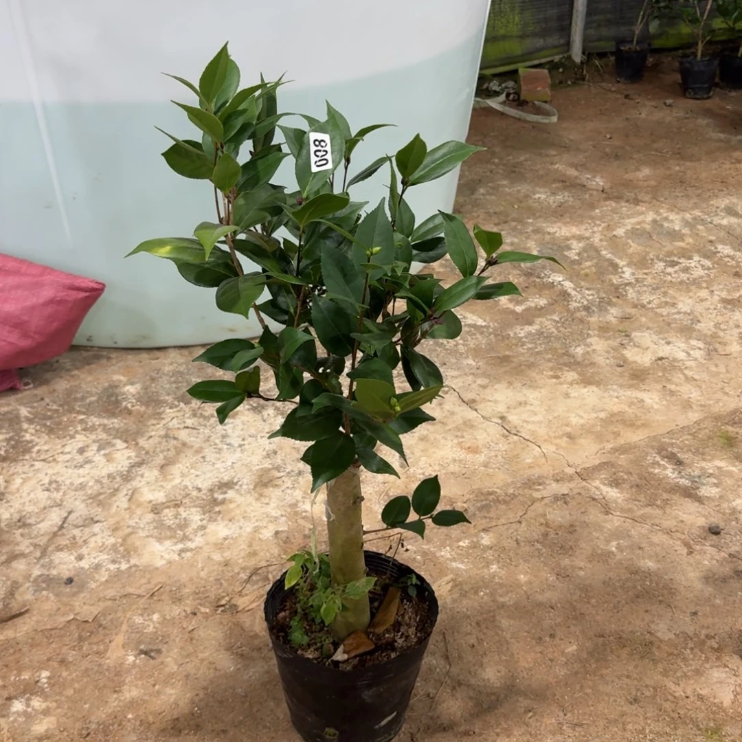 少量花朵（建议范围：2朵-5朵 或40%以下）008嫁接超墨