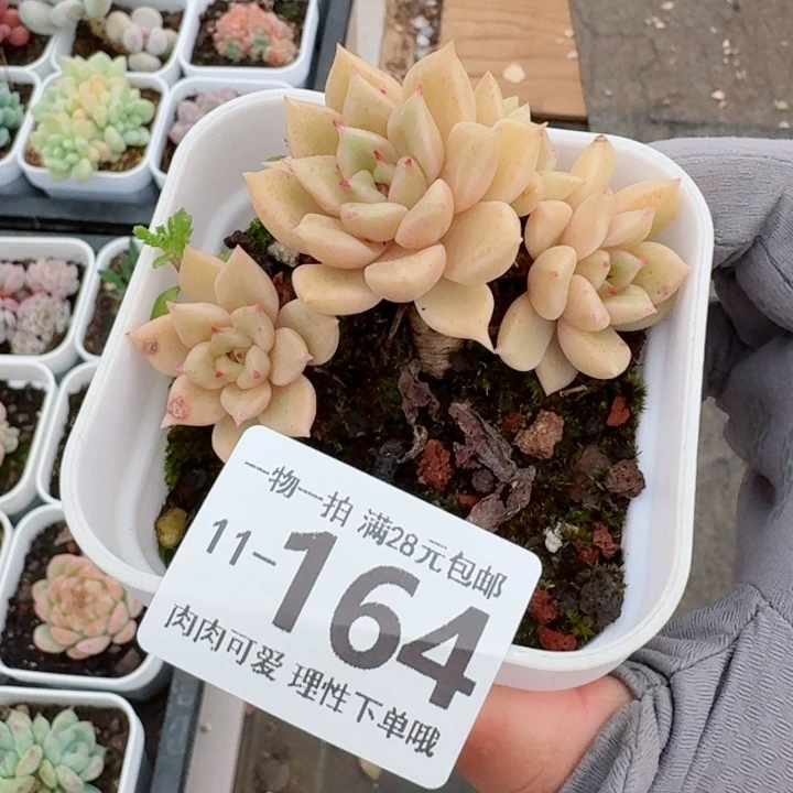 黄金璀璨无盆土发货无盆