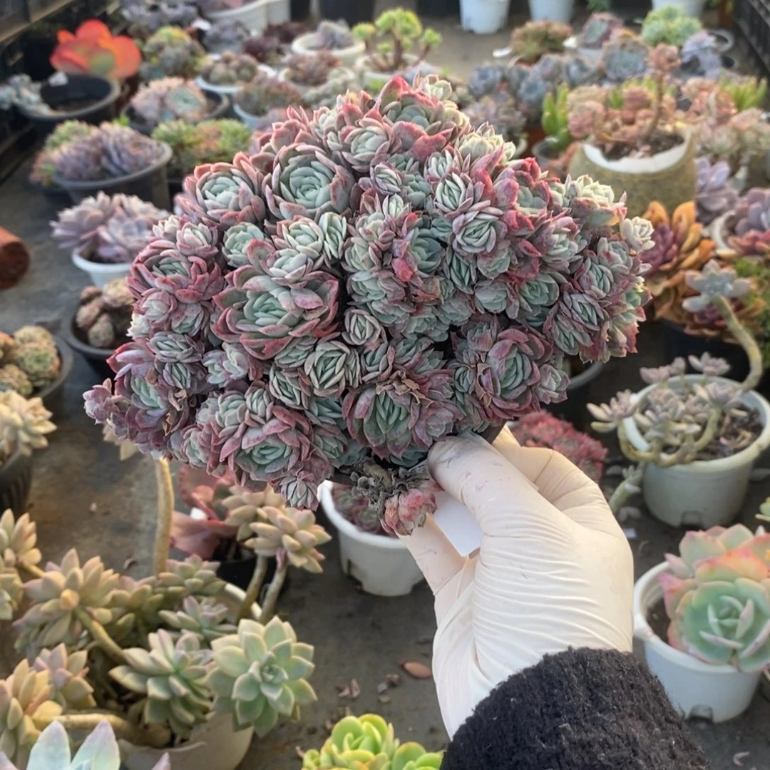 3803小叶冰梅一物一拍