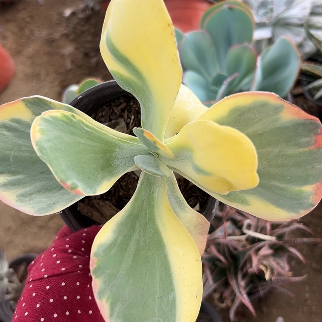 唐寅锦杜恩呃呃呃呃哦哦