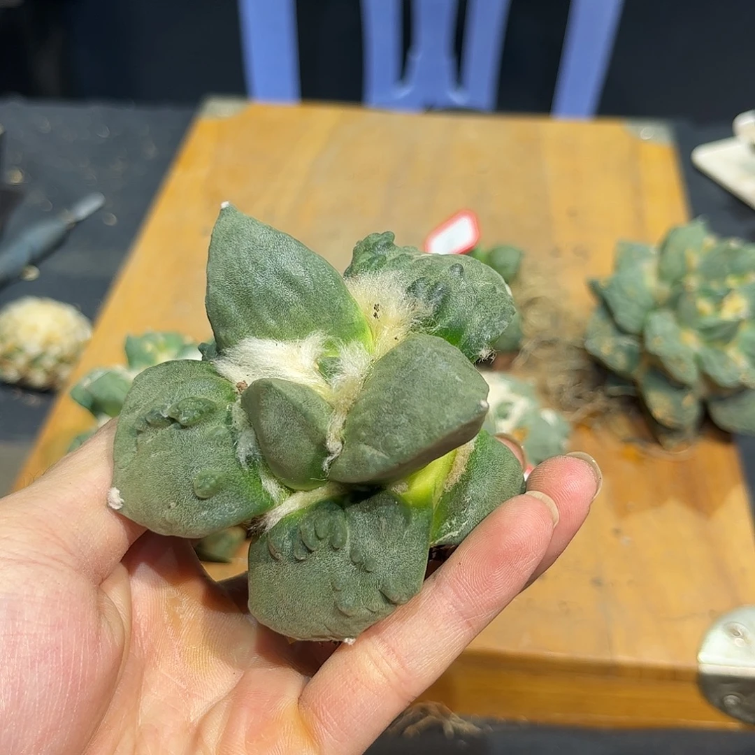 8号自根徒长怒涛福利