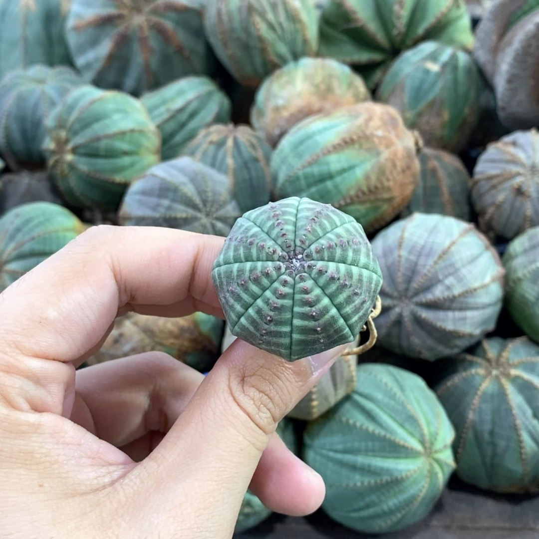 欧系实生布纹球多肉植物