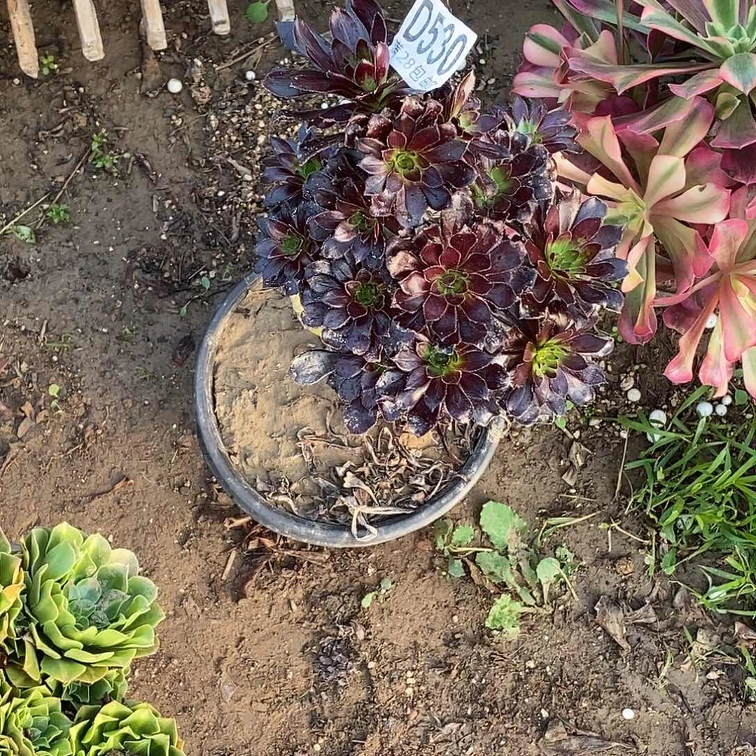 猪***墩530黑豆多肉植物一物一拍
