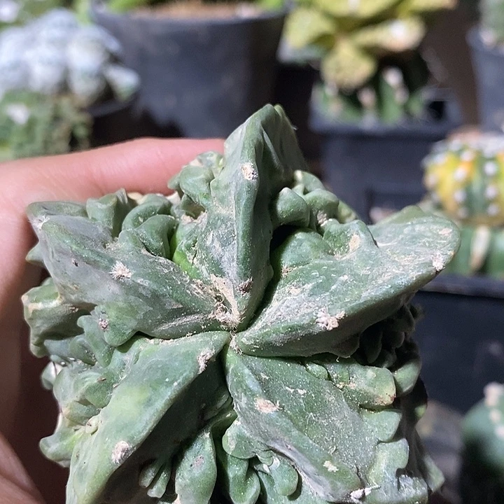 苗落无根炸尤核桃