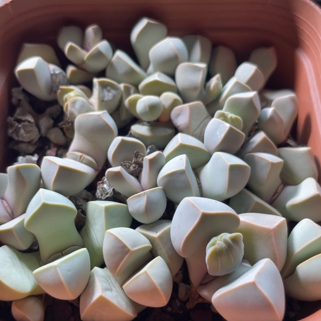 大盆特价一物一拍～11