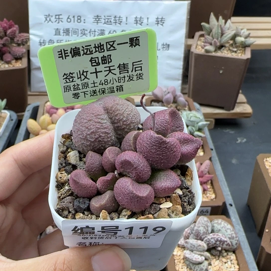 119水蜜桃多肉植物