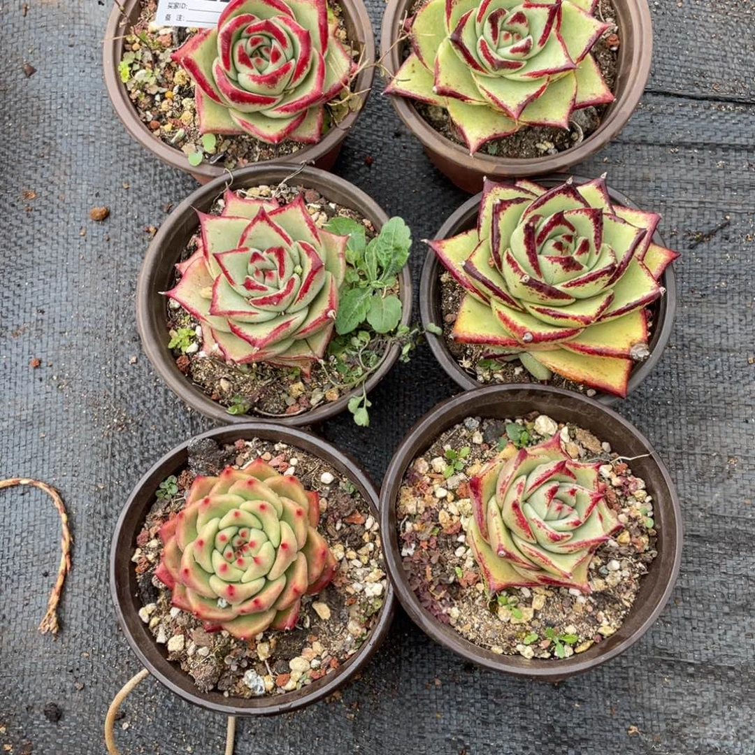 柚****无花朵若如东云组拍E622