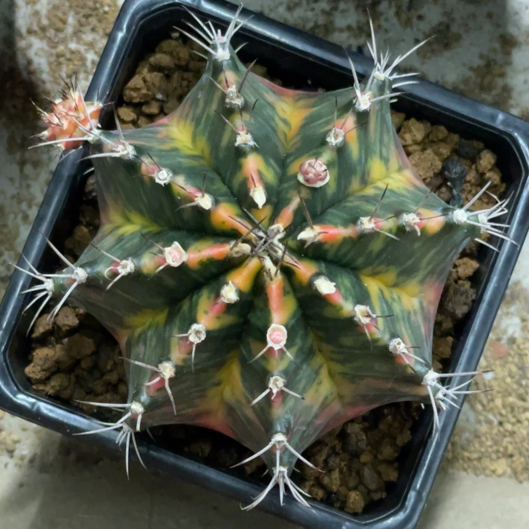 当前无花朵，栽培后可花朵臀锦虎斑