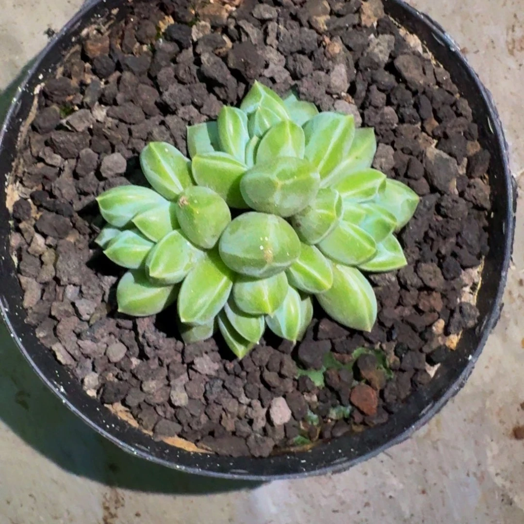 青花瓷 4头 一物一拍