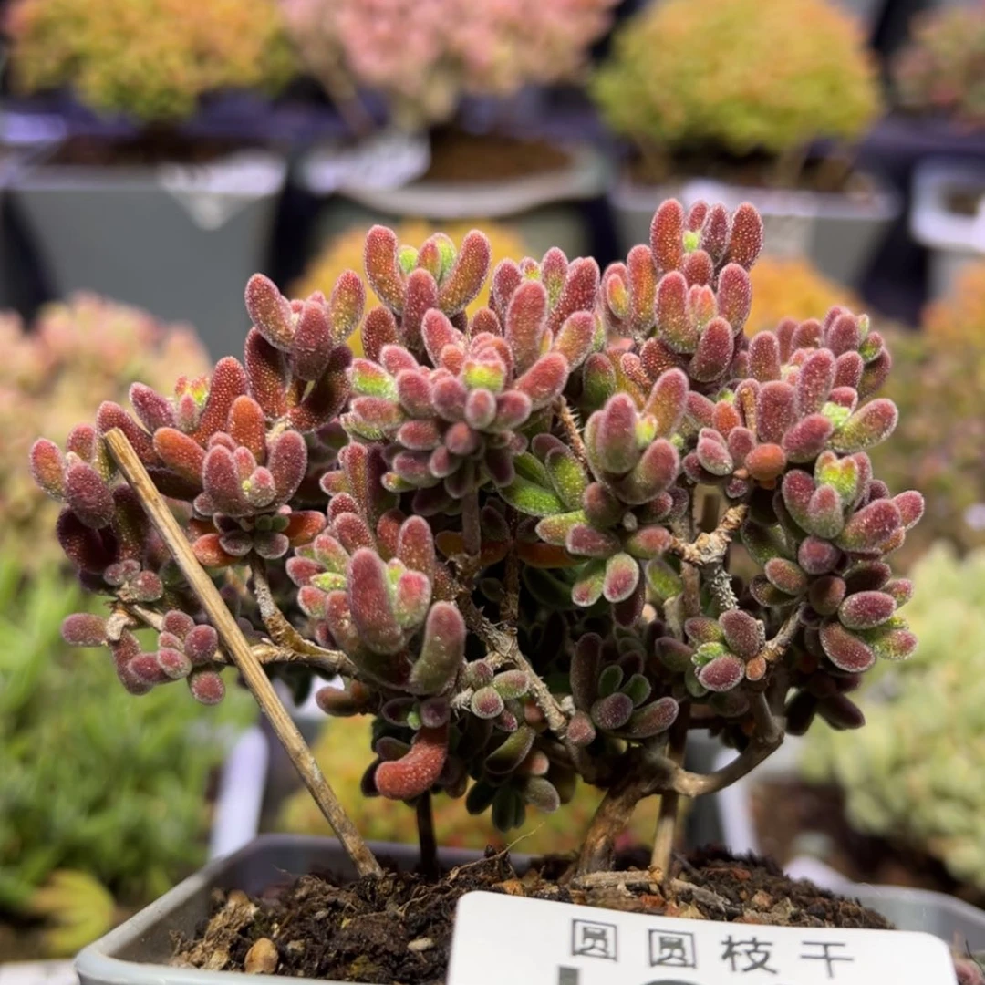 【闪购商品】d829大老桩琉璃冠幅8cm