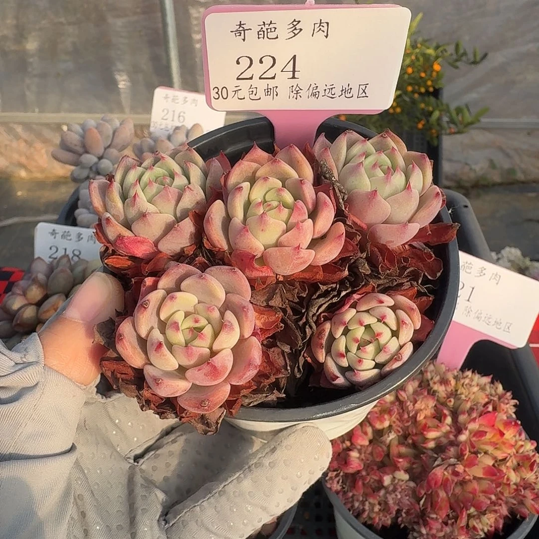 224 脱土 一物一拍 不包整