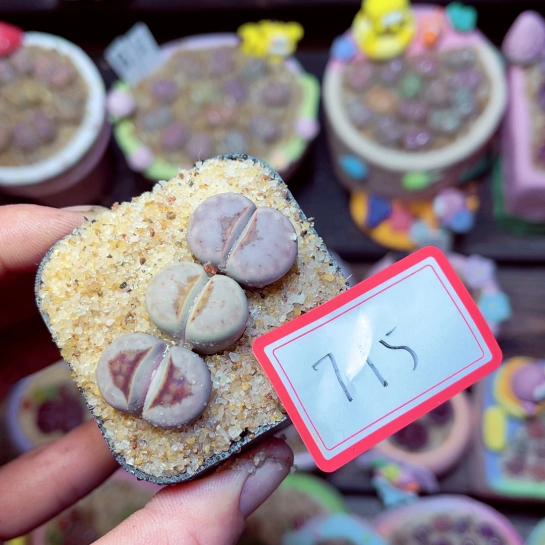 715生石花带盆发1