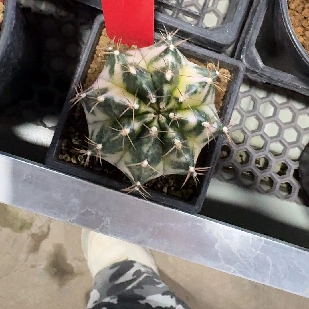 L529-1118广东发货 白衣天使