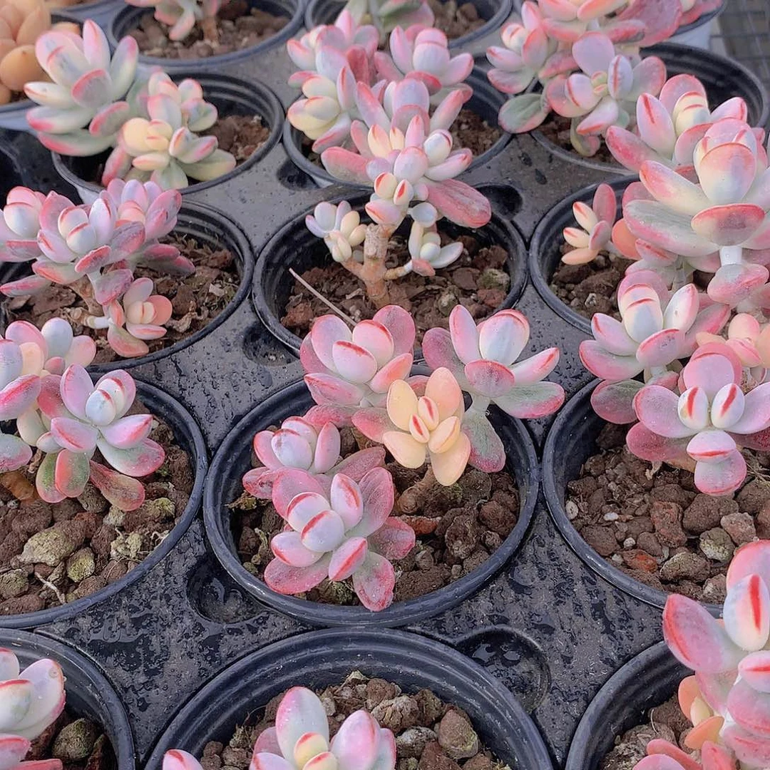 福娘锦2345678899000