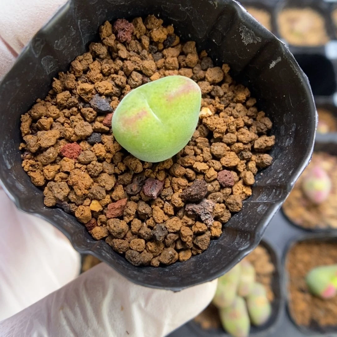 多肉植物肉锥杂交K-4726