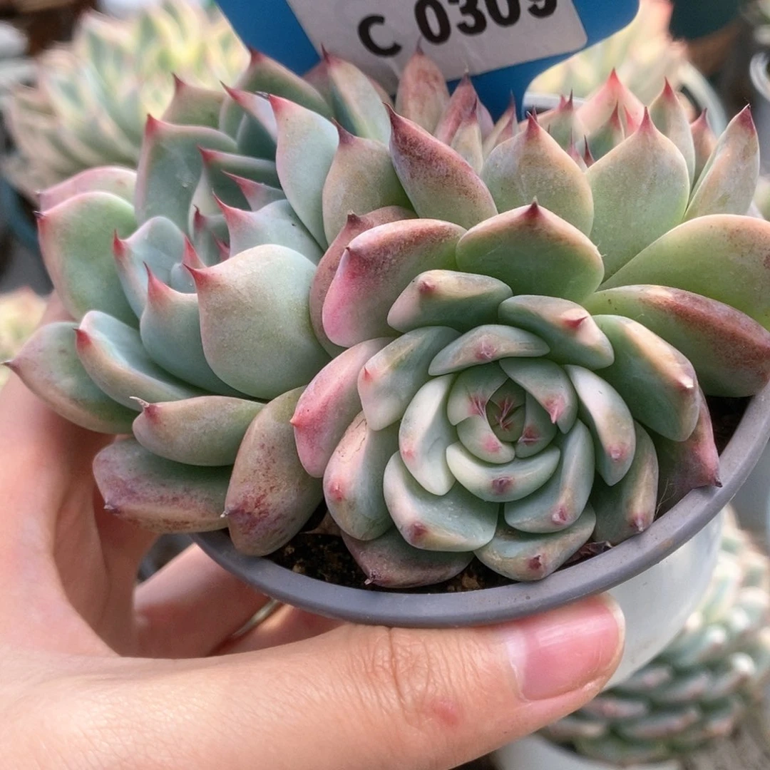 309锦锦锦锦锦锦锦锦