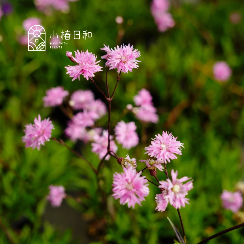 小椿日和 粉花剪秋萝珍妮耐寒耐热易养殖花期长花量大庭院2加仑盆