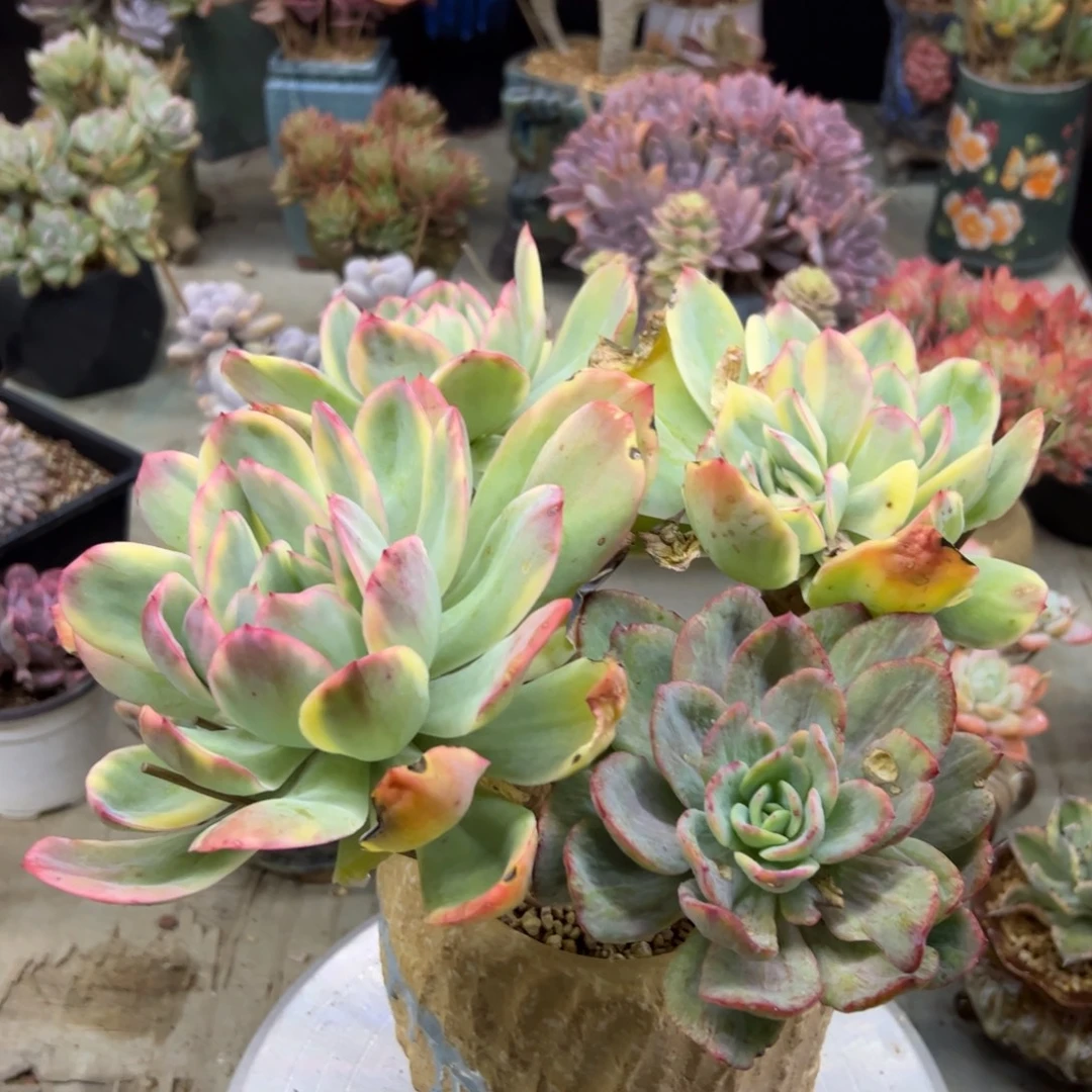 绮罗锦有砍48 零零多肉植物