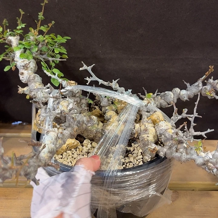 汤圆植物念珠苏木原价8800