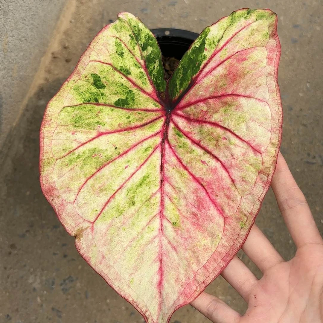 588-0119 泰国彩叶芋