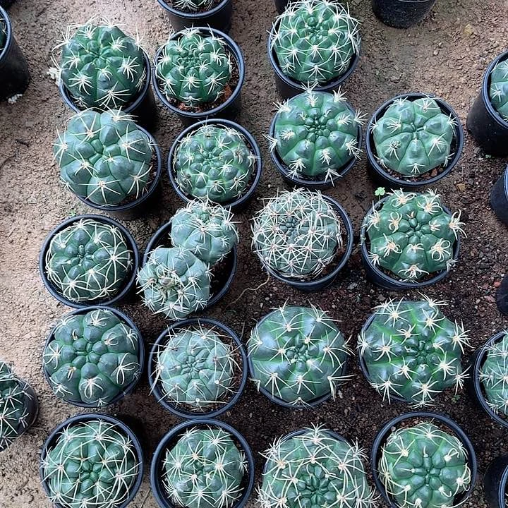 海王 随机一棵。