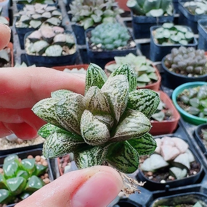 无花朵十二卷 白蛇 福利福利