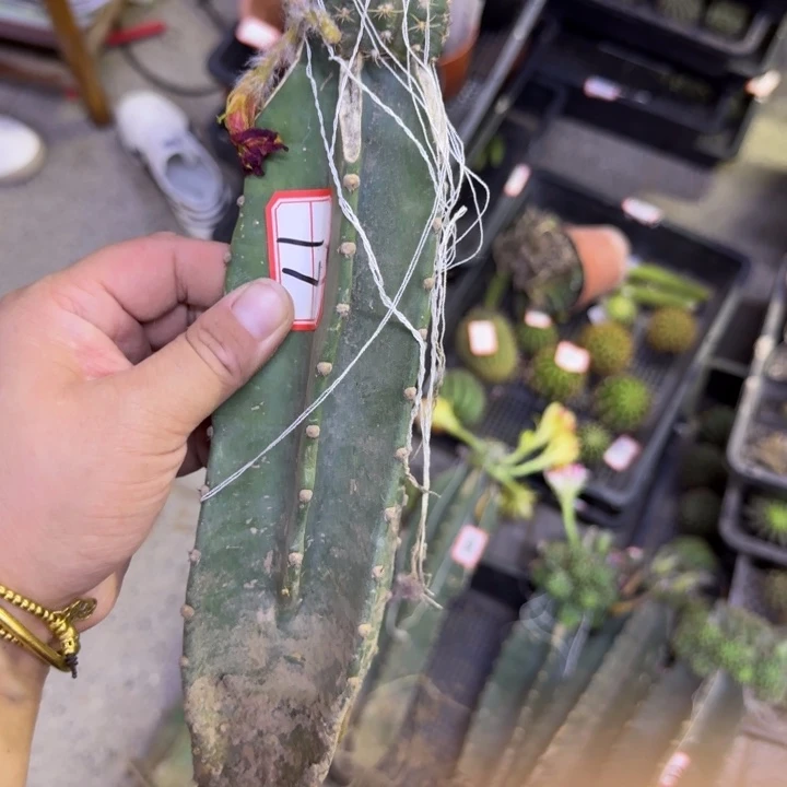 量天尺嫁接丽花很小斑3公分左右