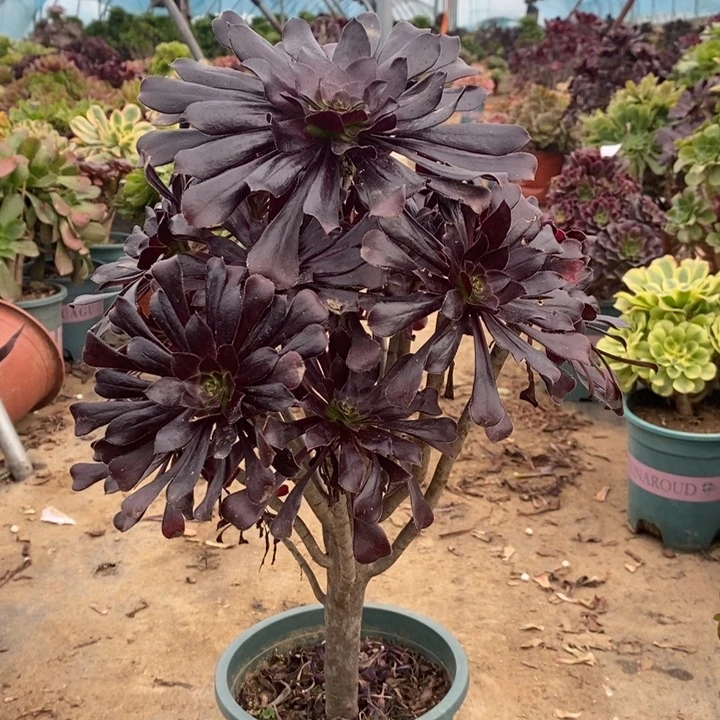 墨法多肉植物16。