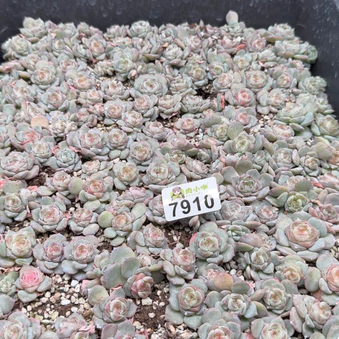 吉***宝多肉植物多肉植物