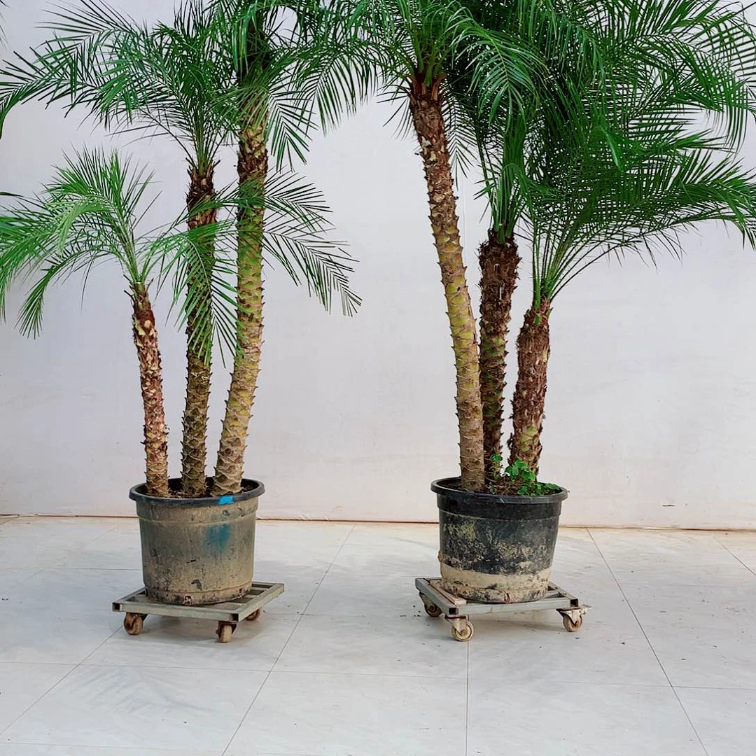 用****5234566778990099