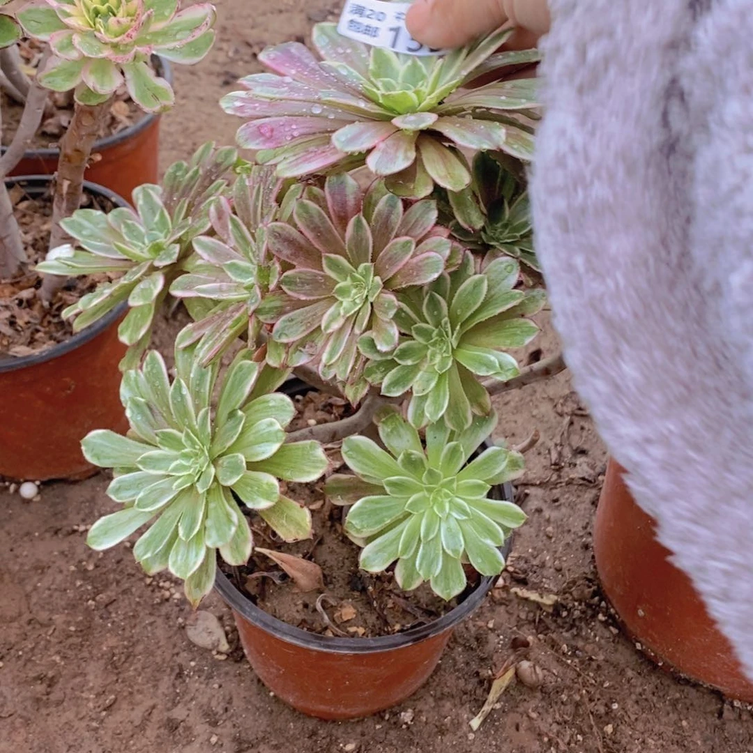 1536 号一物一拍多肉植物