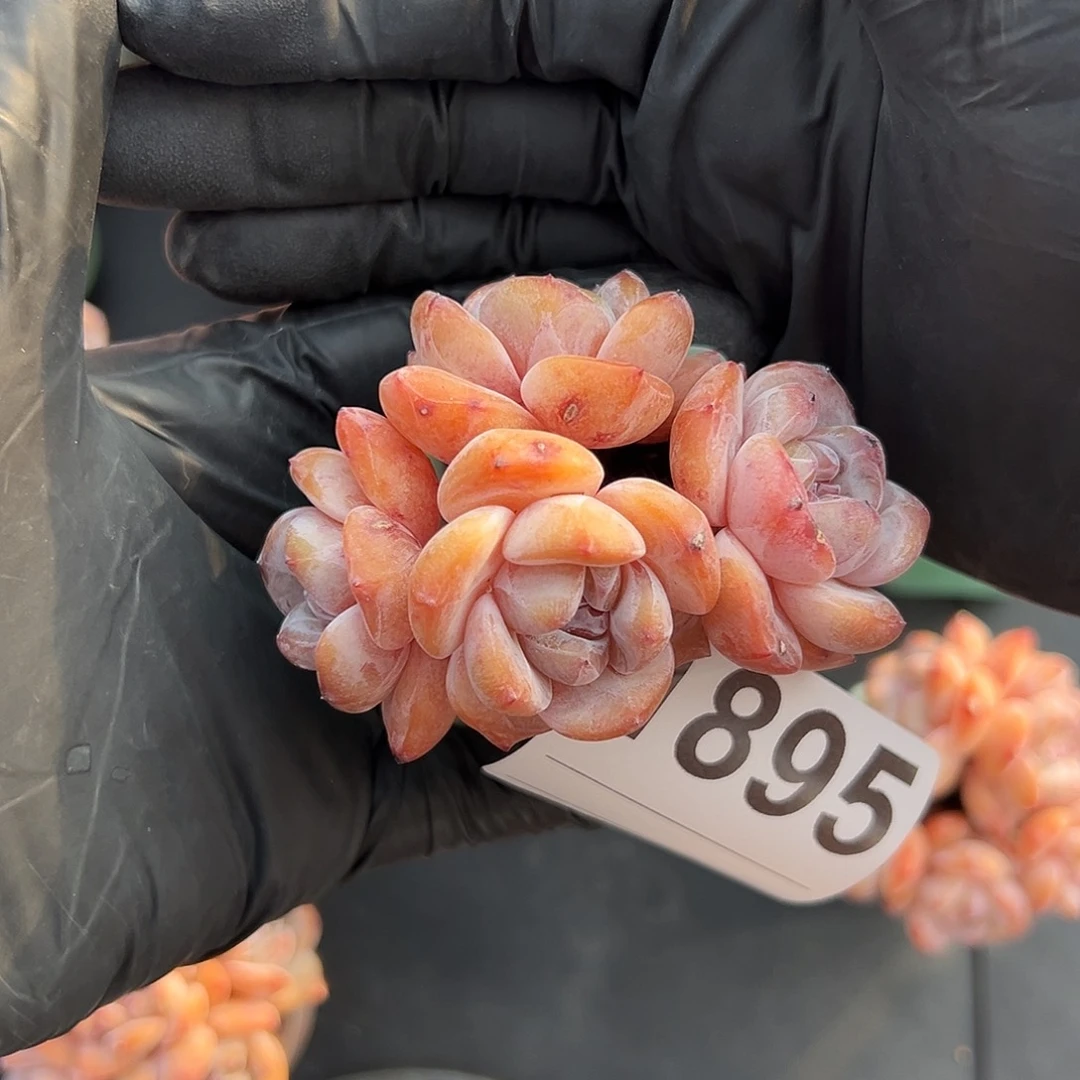 (***M四头星影带盆发的1895