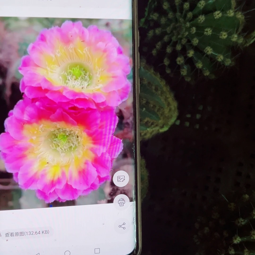 彩草萤火虫侧芽 000000