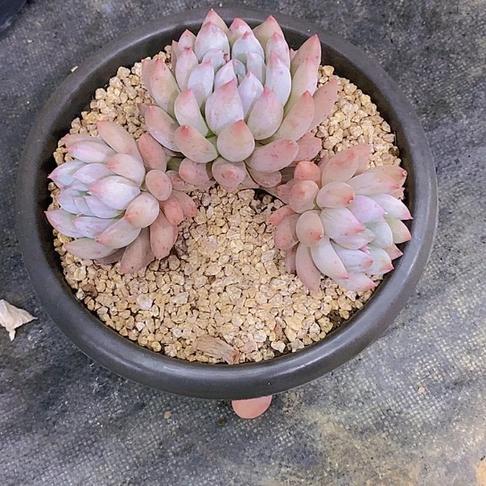 努****债索罗门多肉植物群