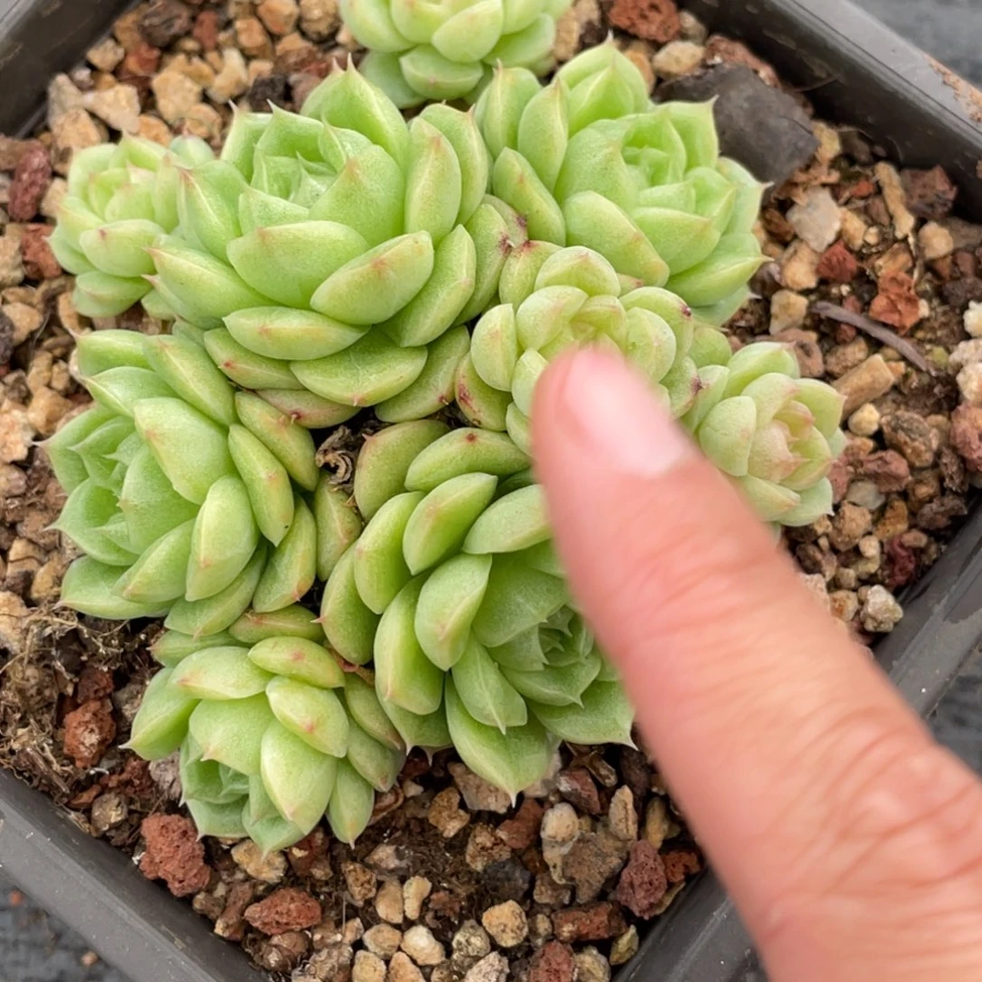 麦秆小脸群生包子脸