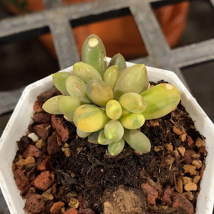 芒果奶拉丝锦锦锦