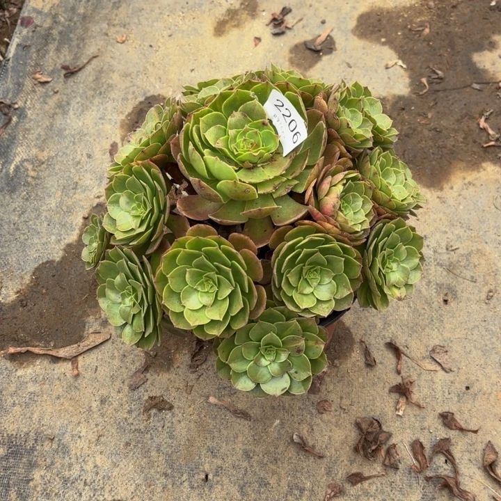 万圣节多肉处理不包断头2206