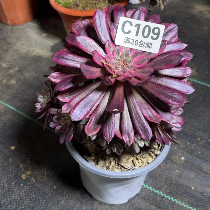 瑞妈一物一拍109