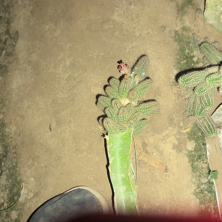 苏***Y皱斑白檀一坨。掉崽不售后