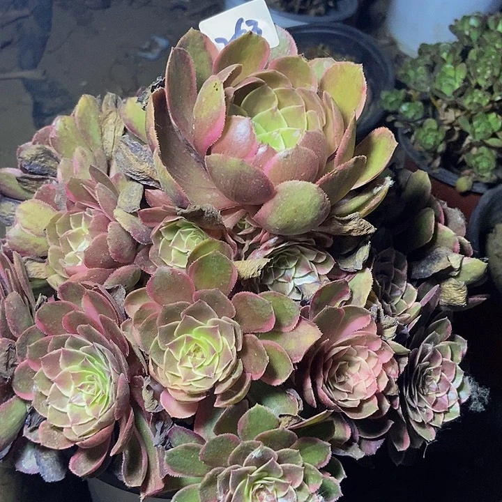 粉花妖263多肉不包断裸根不包断