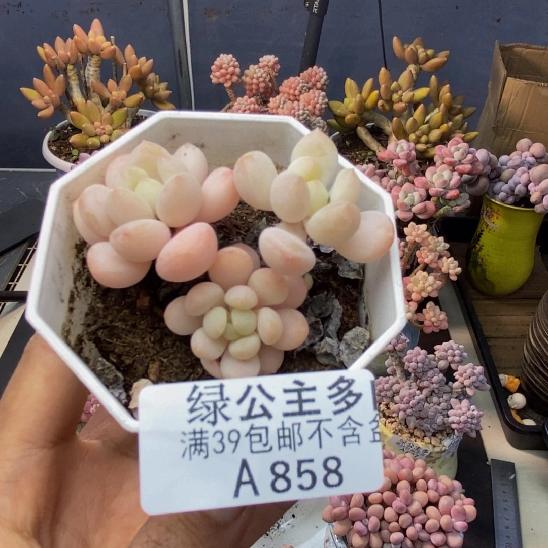 858雪媚娘多肉5c m