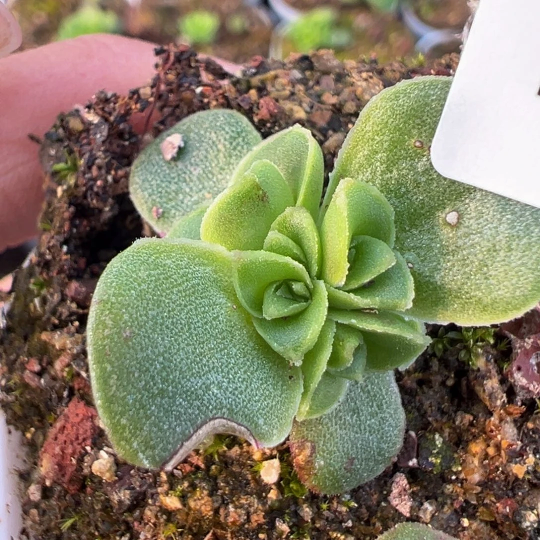 HR830蕾丝me X若初问尘x各种群福利