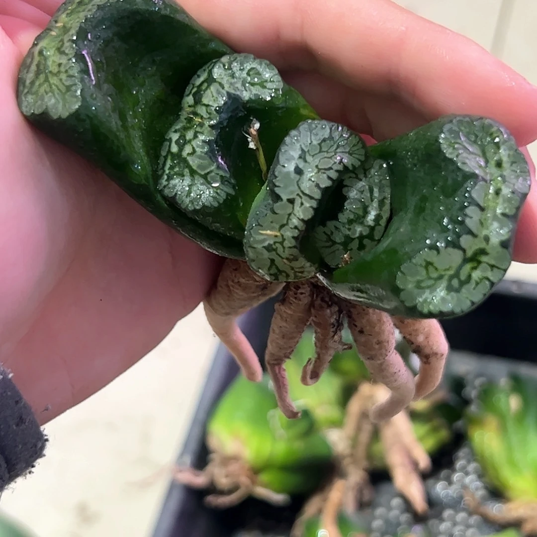 葵御前变异十二卷多肉植物