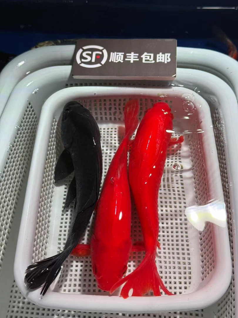 【14-17cm】红草2黑金1共三条锦鲤金鱼冷水鱼