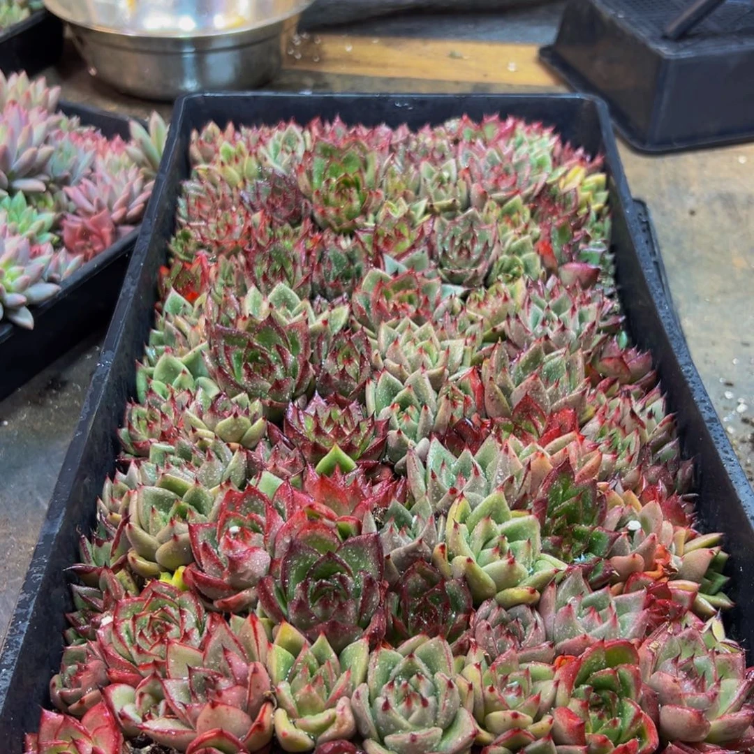 332多肉的小龙虾和一个小