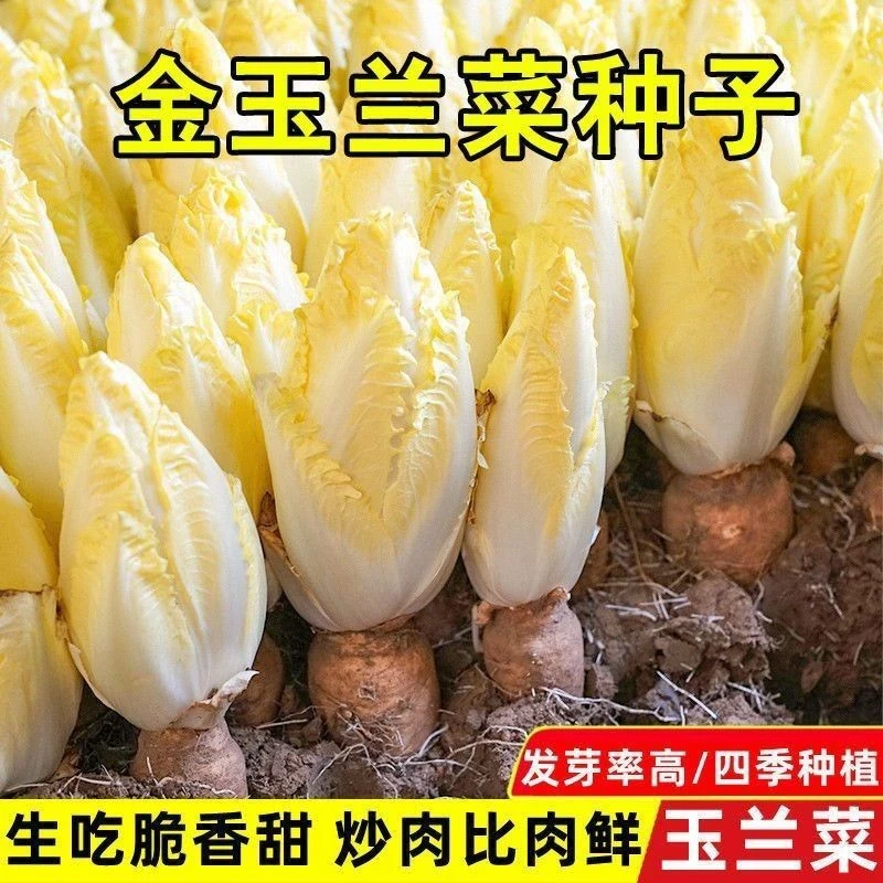 【48小时发货】金玉兰菜种子一年四季多年生王兰菊苣种子籽阳台盆栽