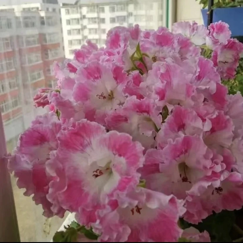 【德利】大花蝴蝶梅一颗包邮