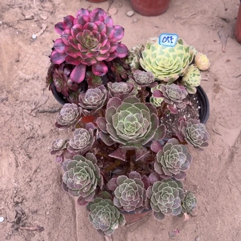 055多肉植物组合,