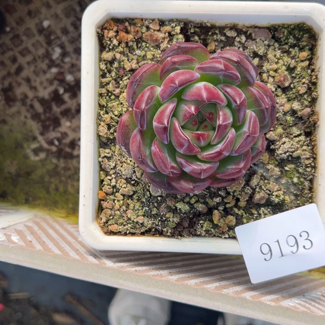 蓝**姬9193肉肉肉肉肉