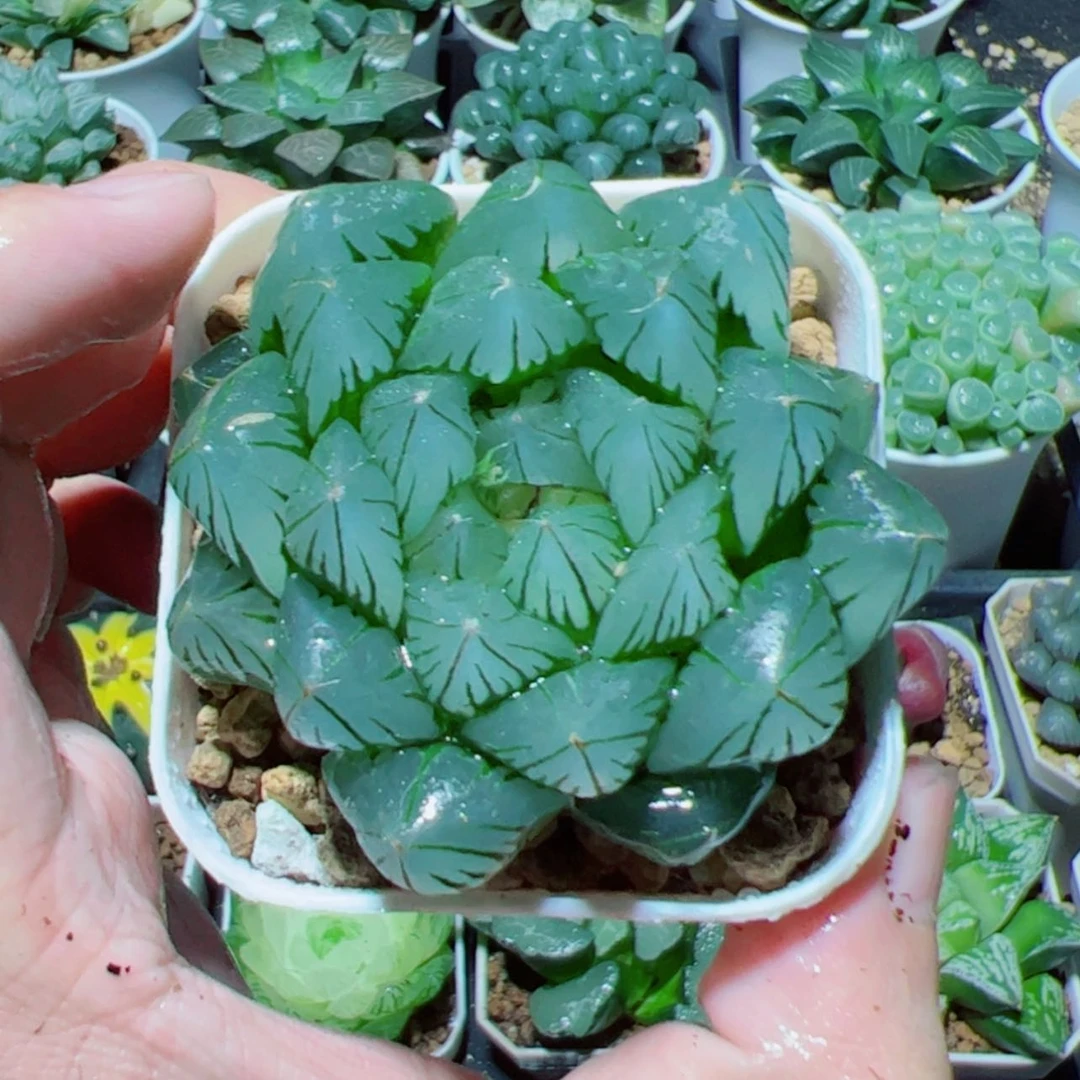 【闪购商品】水晶玉露